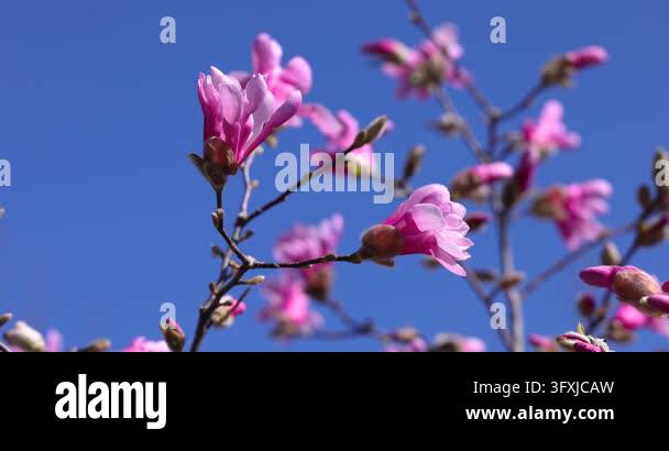 Beautiful pink magnolia flowers blooming on a tree branch and gently ...
