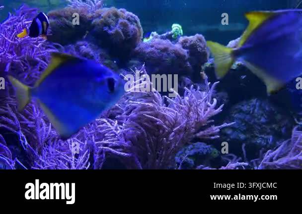 Colorful fish swimming among coral in a vibrant underwater background ...