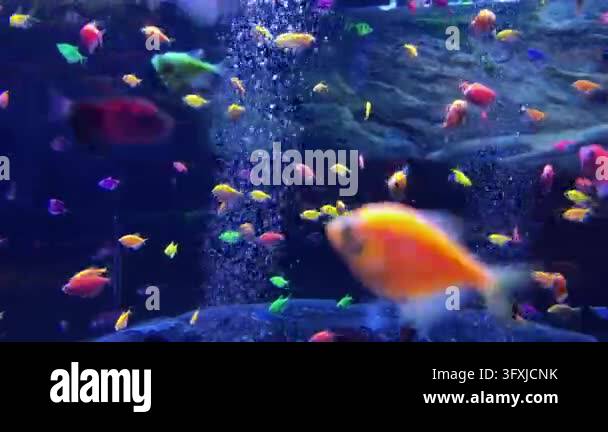 Colorful fish swim in a vibrant aquarium with bubbles creating a lively ...
