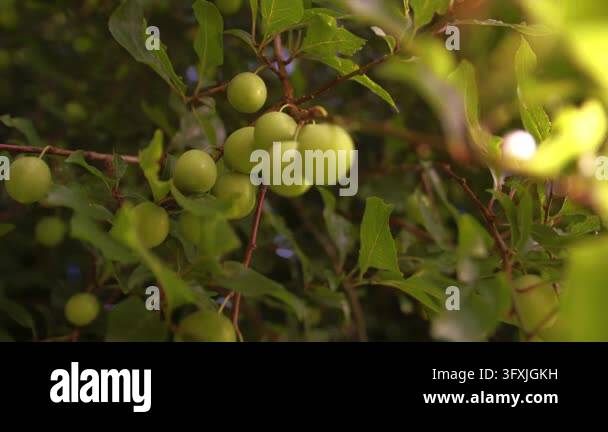 Dansom Tree Ripe yellow damson plum fruit growing on tree close up zoom slow motion ...