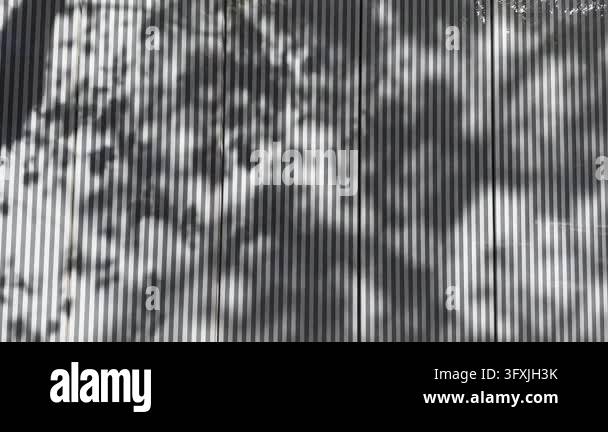 Shadows of tree branches and leaves falling across a striped glass wall ...