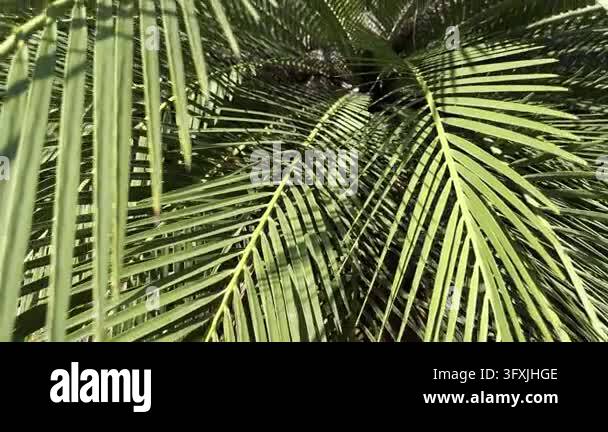 Close-up view of lush green date palm (Phoenix species) foliage ...