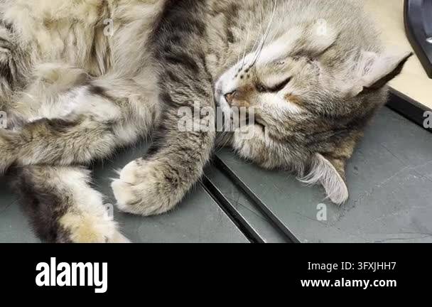 Close-up of a gray tabby stray cat sleeping on a bench Stock Video ...