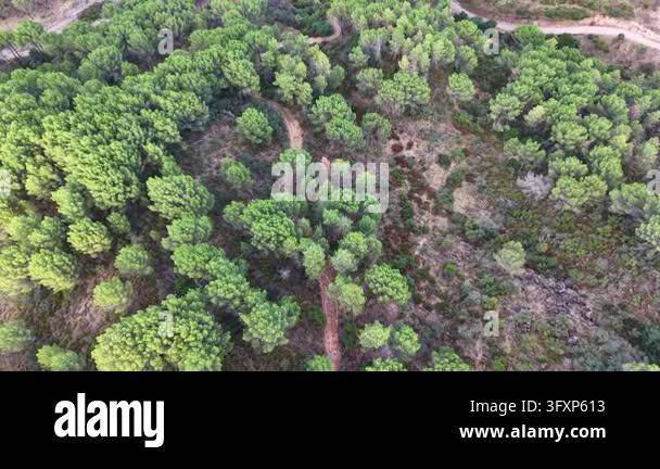 Tree Top Viwe Top-down aerial drone view of dense green forest canopy and treetops in ...