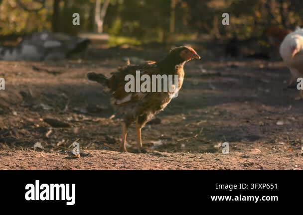 Horizontal medium shot of a domestic chicken standing outdoors in a ...