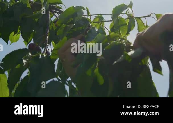 Hands harvesting ripe red cherries directly from a cherry tree branch ...