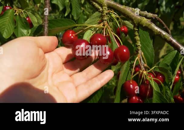 Close-up of hands picking ripe sweet cherries from a cherry tree during ...