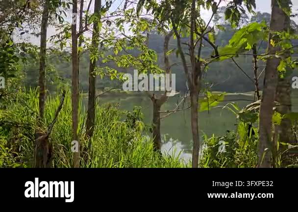 Tracking shot moving past lush foreground trees and grass. It offers a ...