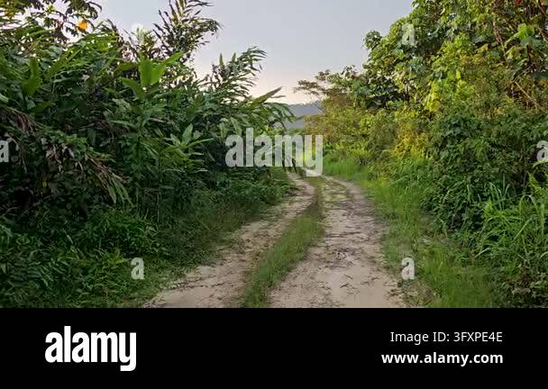 A cinematic lateral tracking shot across a rural dirt road. Lush green ...