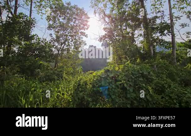 A cinematic lateral tracking shot past lush green tropical foliage and ...