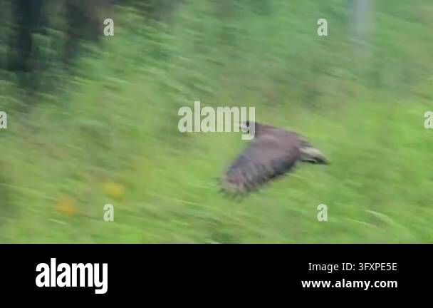 Slow motion tracking shot of a wild Crested Serpent Eagle (Spilornis ...