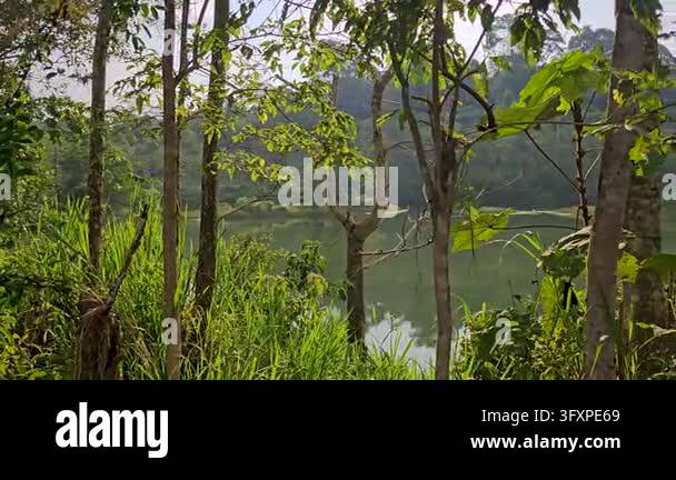 Tracking shot moving past lush foreground trees and grass. It offers a ...