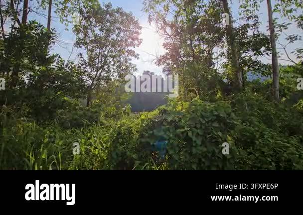 A cinematic lateral tracking shot past lush green tropical foliage and ...