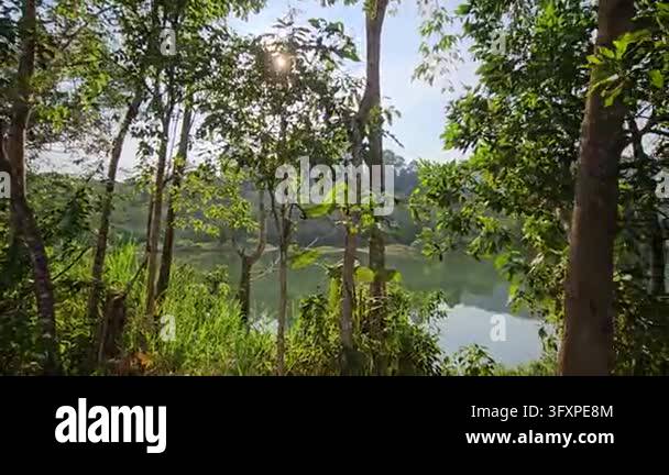 Serene landscape of a calm lake surrounded by lush green tropical ...