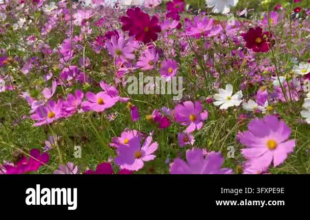 Pink cosmos flowers in garden sunlight morning Stock Video Footage - Alamy