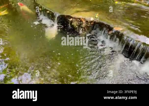 Waterfall Files Waterfall in tropical garden Stock Video Footage - Alamy