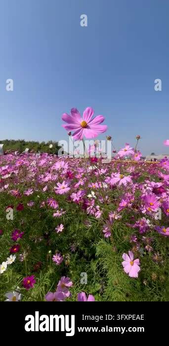 Pink cosmos flowers in garden sunlight morning Stock Video Footage - Alamy