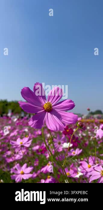 Pink cosmos flowers in garden sunlight morning Stock Video Footage - Alamy