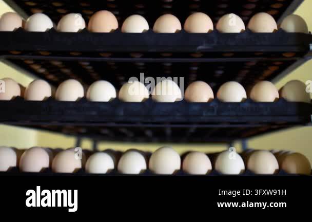Incubator trays holding hundreds chicken eggs hatchery. Vertical tilt ...