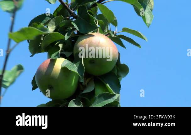 Growing Tree Sign Organic apple growing tree branch, sunlit green leaves clear blue sky ...