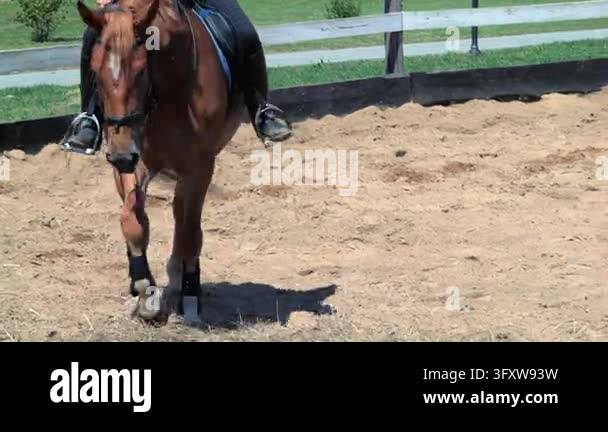 Stirrup Vector Woman riding brown horse sandy training arena. Horseback riding lesson ...