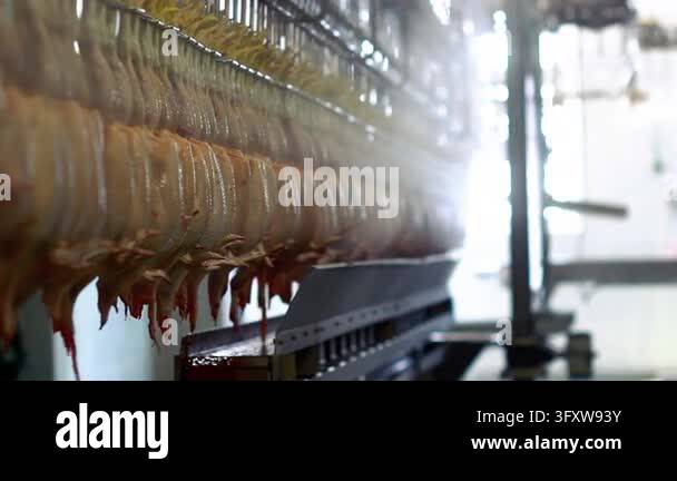 Chicken carcasses moving overhead conveyor rail inside meat processing ...