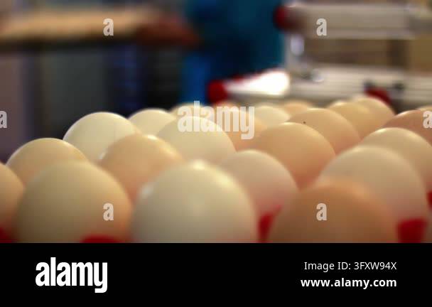 Fresh chicken eggs moving red plastic trays poultry factory conveyor ...