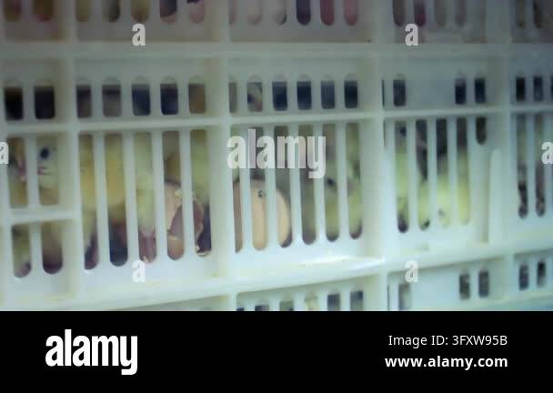 Yellow chicks plastic transport crates poultry farm. Closeup newborn ...