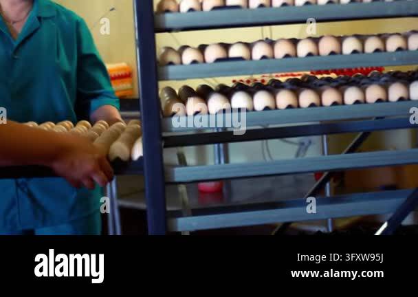 Chicken Factor Food Farm employee uniform loading tray fresh chicken eggs, stacking rows ...