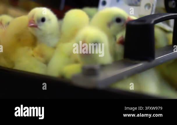 Fluffy newborn chicks huddled metal tray hatchery. Close up baby ...
