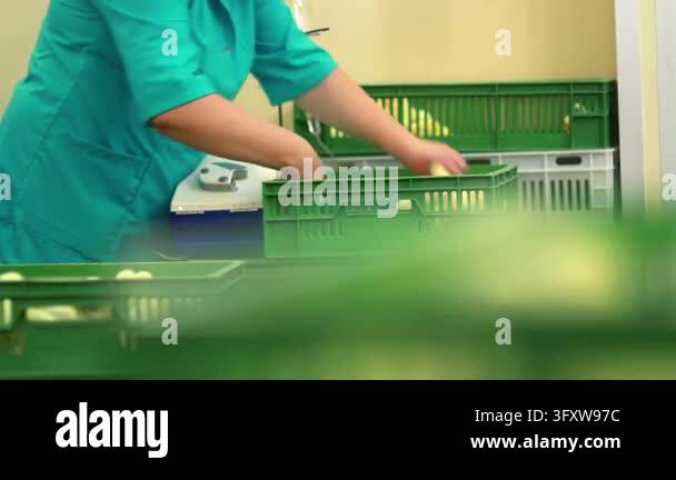 Poultry farm worker weighing yellow chicks electronic scales. Female ...