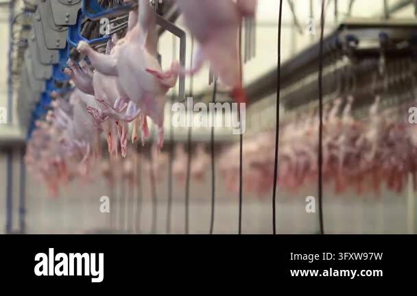 Chicken Factor Food Raw broiler carcasses moving overhead conveyor rail inside poultry ...
