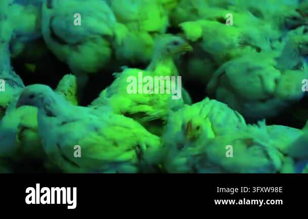 Broiler chicken flock crowded indoor poultry farm barn shed. Close up ...