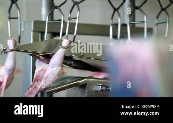 Chicken Factor Food Chicken carcasses hanging metal shackles moving conveyor inside poultry ...