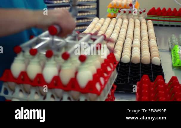 Chicken Factor Food Eggs sorting packing poultry farm factory, workers loading fresh white ...
