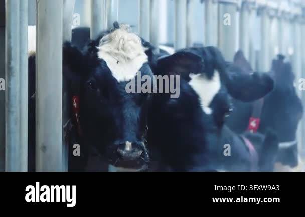 Curious black white cow closeup looking camera behind metal stall bars ...