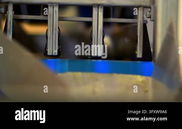 Newborn chicks riding blue conveyor belt inside poultry factory ...