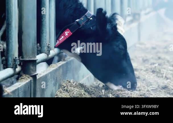 Cow eating silage hay through metal feeding rail close up, numbered ...