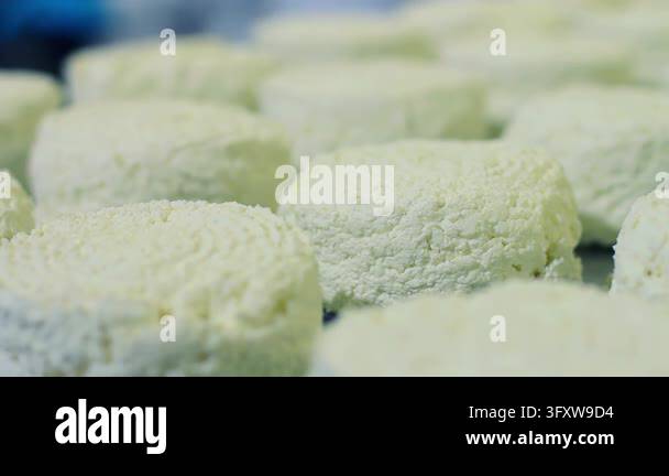 Calcium Looping Plant Cheesemaking process dairy plant, round cottage cheese portions resting ...