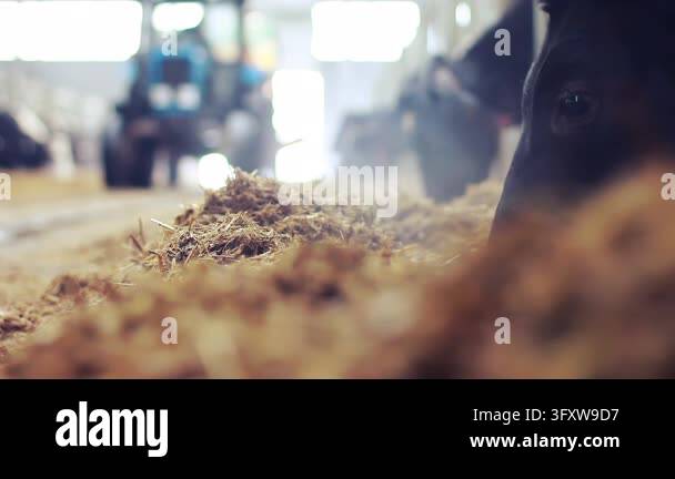 Livestock feeding dairy farm, closeup animal muzzle eating silage low ...