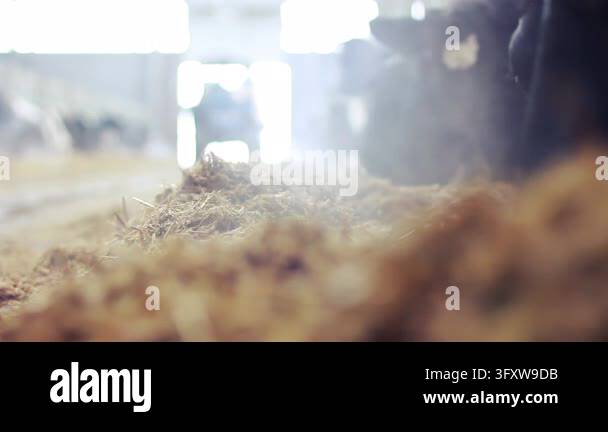 Cow feeding time dairy farm cowshed, animal lowers head eating hay mix ...