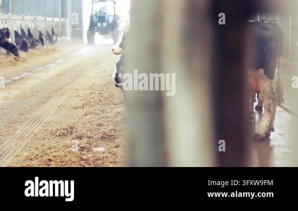 Dairy farm cows feeding silage through metal fence inside cowshed ...