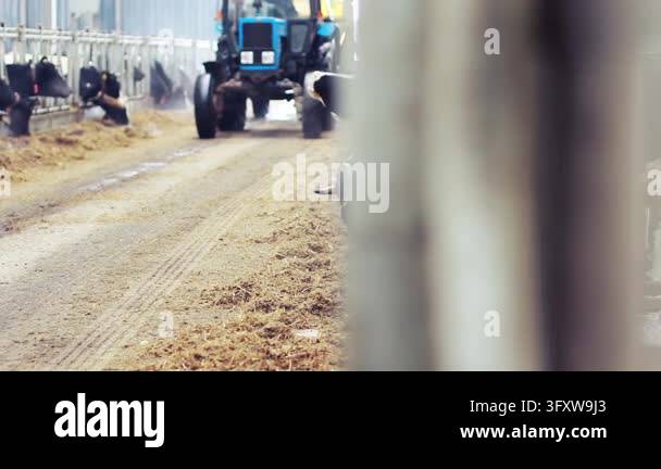 Livestock barn feeding time, tractor distributing silage along alley ...