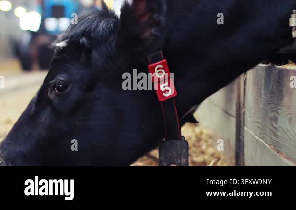 Black cow eating silage close up, muzzle chewing fodder low angle ...