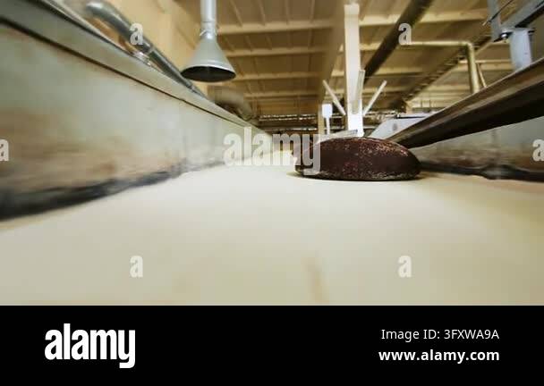 Dark rye bread traveling bakery conveyor, low angle closeup round loaf ...