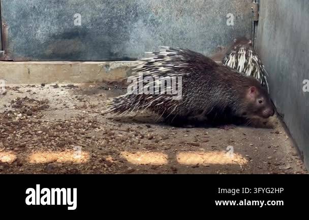 Footage of a Javan porcupine Hystrix javanica, also called Sunda ...
