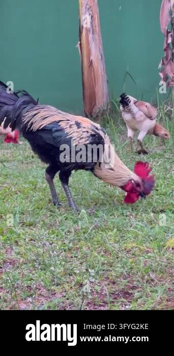 Roaming Setting Group of free-range local chickens foraging and roaming through a ...