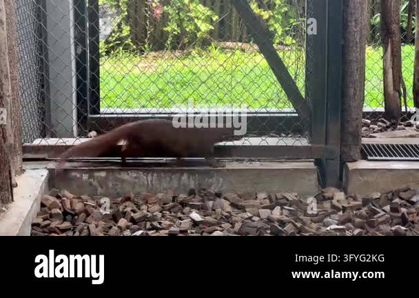 Footage of a Javan mongoose Urva javanica actively running back and ...