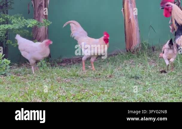 Roaming Setting Group of free-range local chickens foraging and roaming through a ...