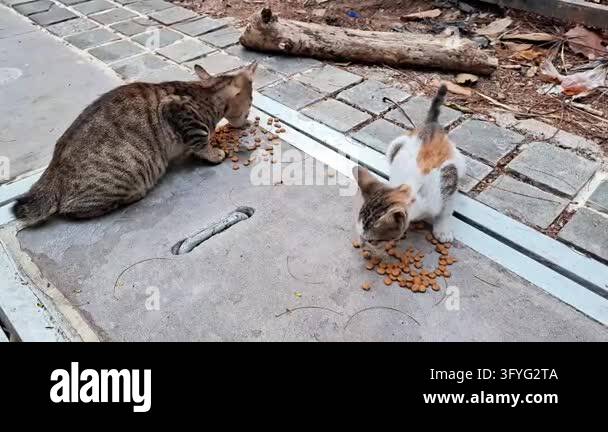 cat eating on the side of the road on the morning Stock Video Footage ...